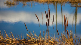 mokřad cattails-6253999 1280